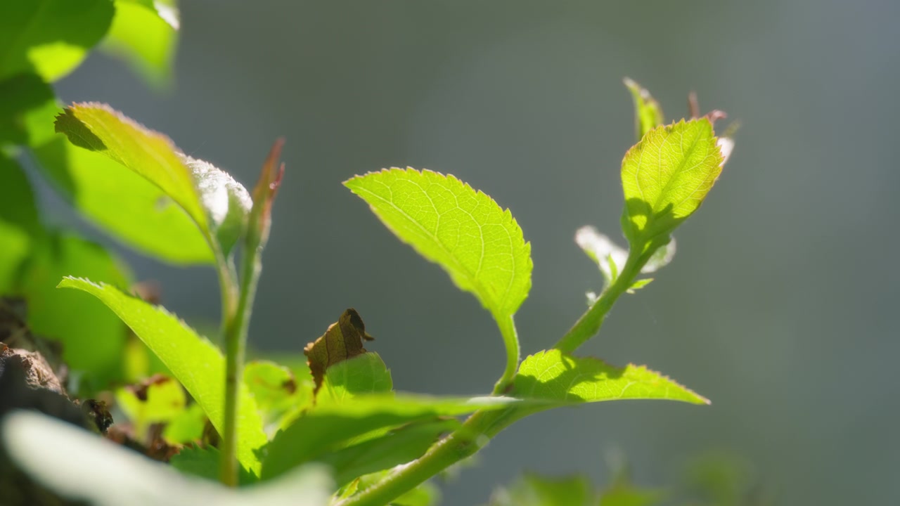 New green leaves growing on a tree in spring