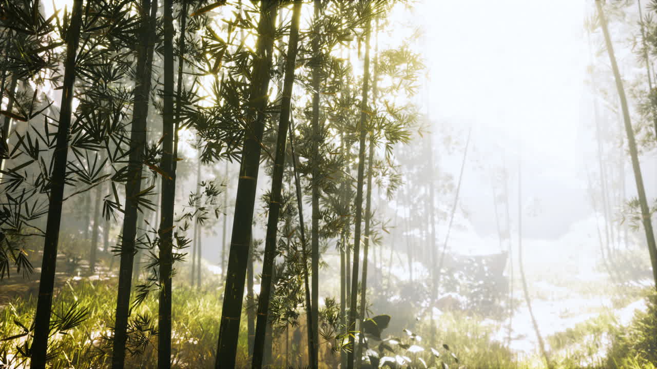 bambú verde en la niebla con tallos y hojas