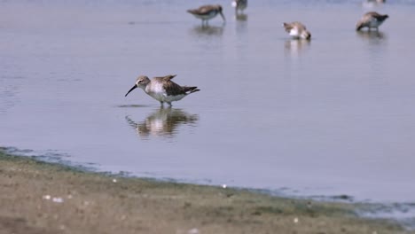 Buscando-Emocionantemente-Su-Comida-Favorita-En-Una-Salina-Con-Agua-De-Mar,-Zarapito-Calidris-Ferruginea,-Tailandia