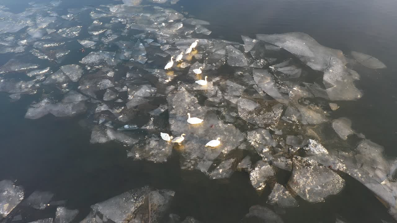 лебеди на замерзшей реке