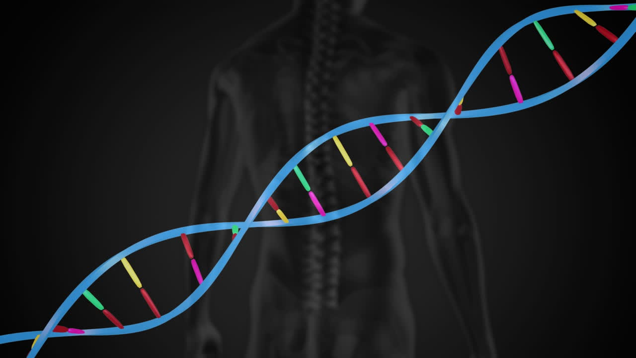 анимация 3d-потока днк, вращающегося над задним видом человеческого тела
