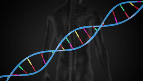 animación de una hebra de adn 3d girando sobre la vista trasera del cuerpo humano