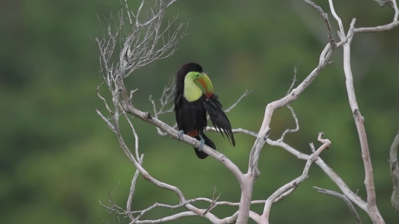 tucano colorido en una rama seca en la selva de guatemala