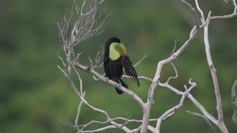 Colorful-toucan-perched-on-a-dry-branch-in-the-Guatemalan-jungle