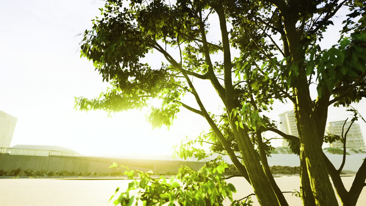 Sunlight filtering through leaves in urban landscape during golden hour