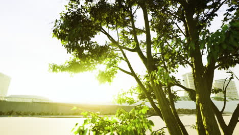 sunlight filtering through leaves in urban landscape during golden hour