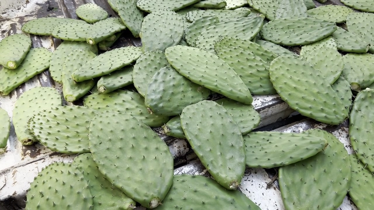 Nopales appena tagliati, ancora con le spine