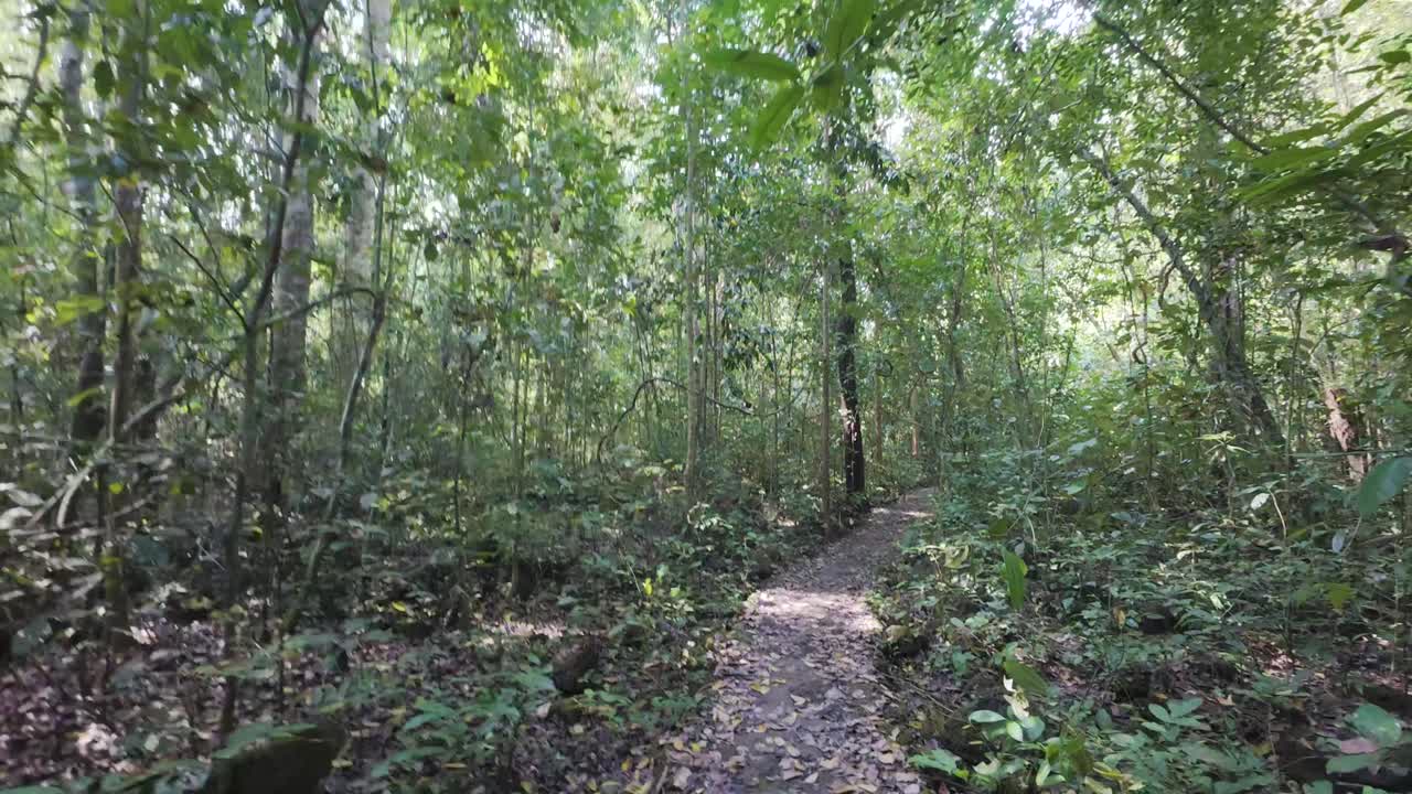 Trekking Through The Rainforest Of Cat Tien National Park In Vietnam. POV Shot