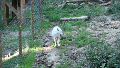 a white polar wolf is next to a metal fence in a zoo, forest with mammals