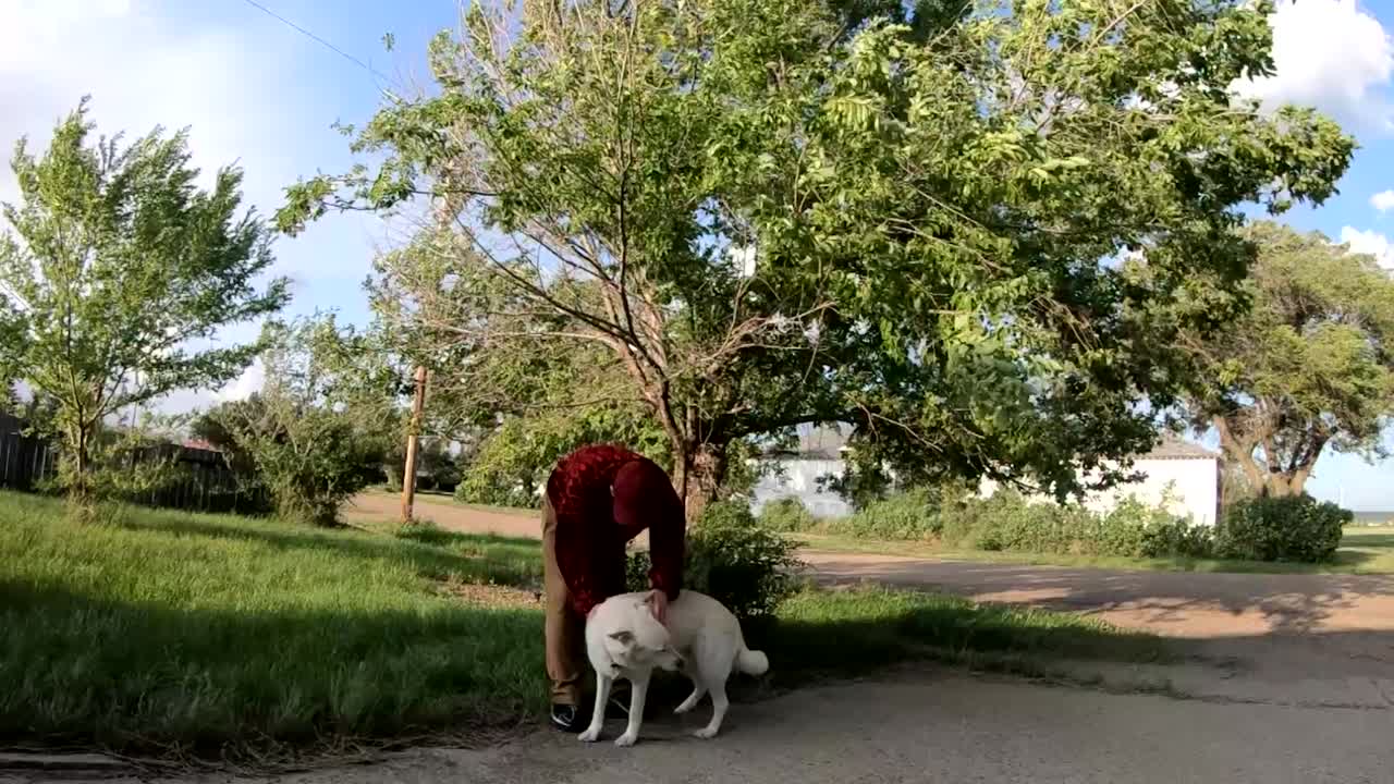 느린 동작 - 흰색 허스키 개와 그의 주인이 시골의 거대한 나무 앞 집 앞마당에 서 있습니다.