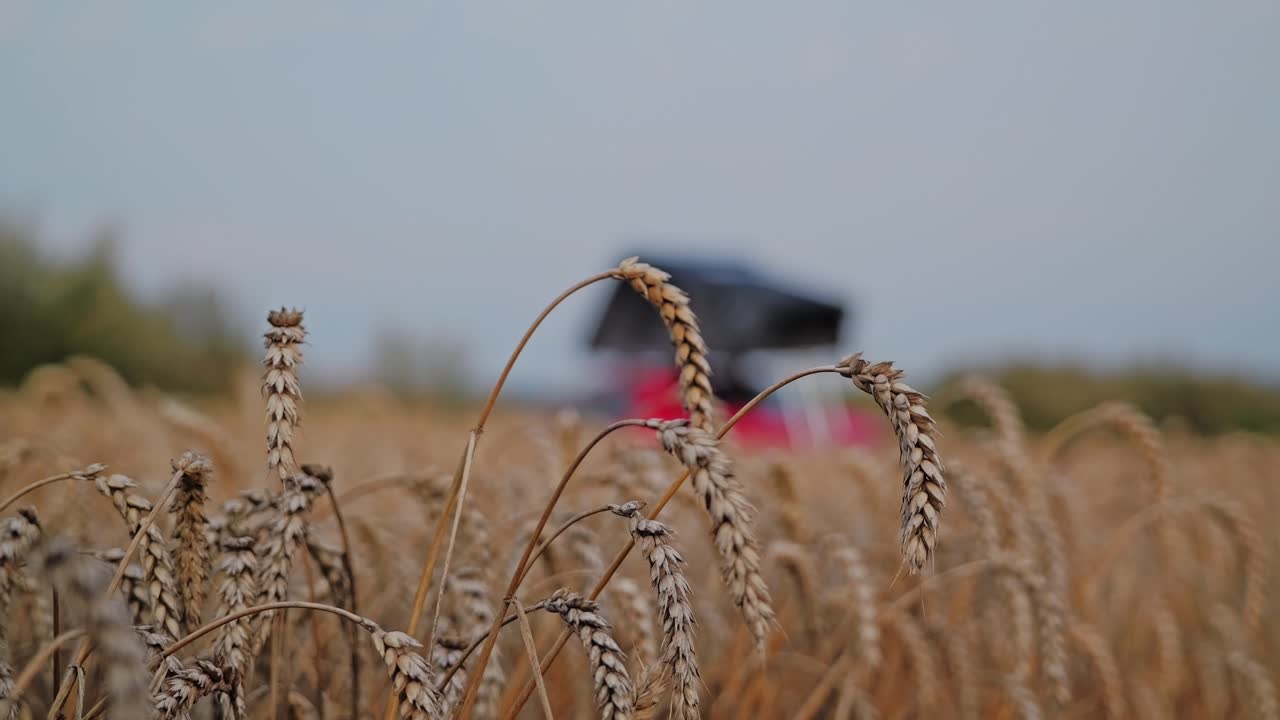 Morning shot of wheat spikes in focus as blurred travel car rests in soft light