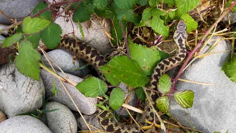 víbora europea en movimiento después de tomar el sol para calentarse y poder moverse más rápidamente, encontrada cerca de una playa en el norte de gales, reino unido