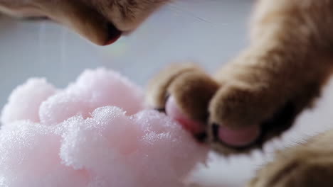 cat playing with pink soap bubbles