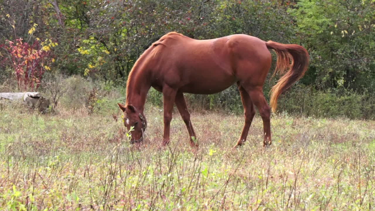 toma panorámica de un caballo marrón castaño caminando y deteniéndose para pastar en el pasto