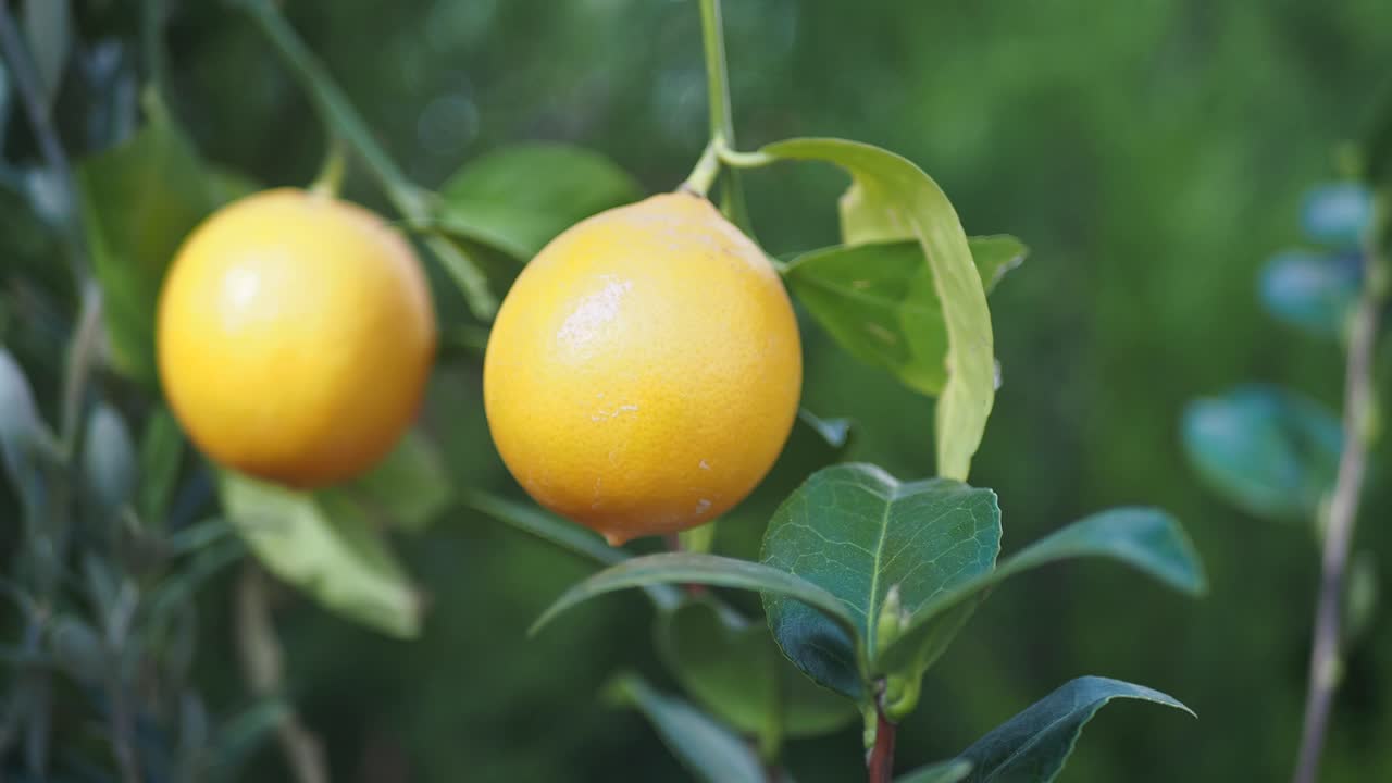 Close-up of Two Ripe Lemons on a Tree