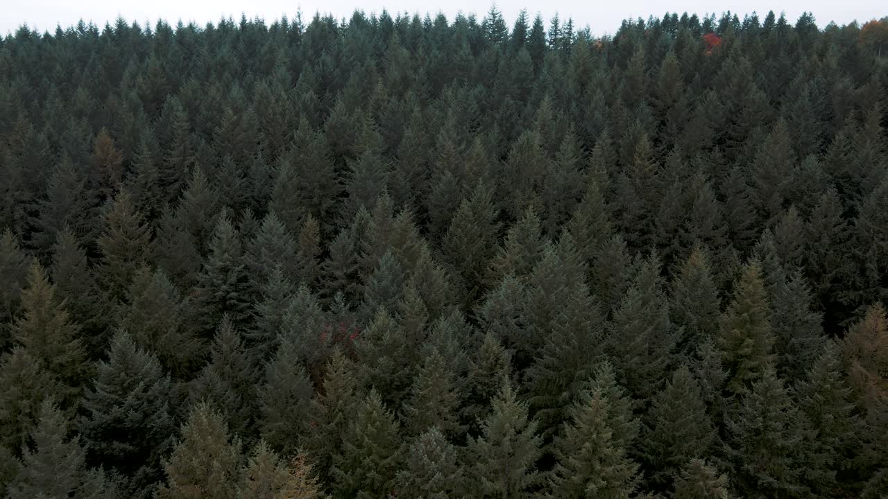 Forest of Dean aerial footage showing colourful moody autumn forests, coniferous treetops and scenic woodland views