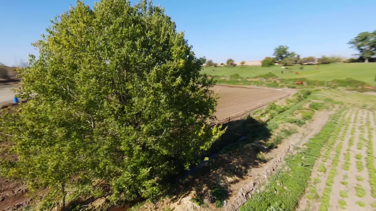 vuelo fpv alrededor de los árboles en el campo