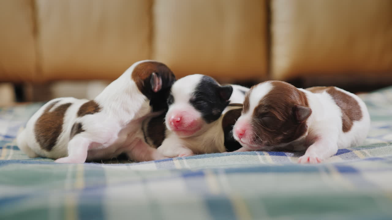 신생아 강아지 01