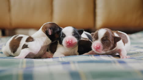 cachorro recién nacido 01
