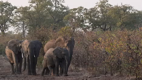 african elephant   herd in woodlands