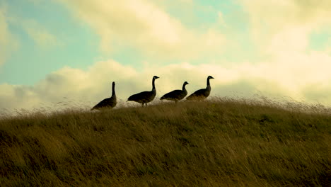 Cuatro-Gansos-En-El-Campo-De-Golf-Bandon-Dunes-En-Oregon,-Siluetas