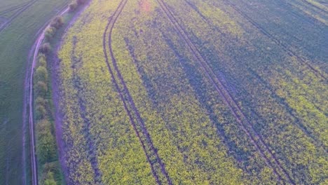 über-Wunderschöne-Gelbe-Felder-Fliegen,-Während-Die-Sonne-Langsam-Untergeht-6