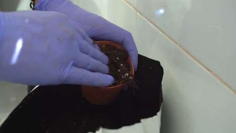 hand in blue rubber glove filling the planting cup with soil from a bag