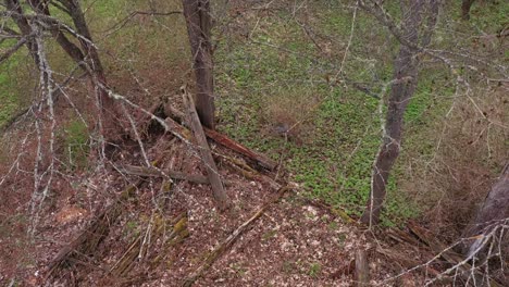 broken foundation of old homestead in drone ascend over orchard view