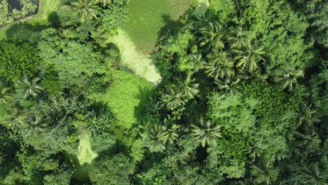 Vista-Aérea-De-Una-Especie-De-Selva-O-Bosque-De-Color-Verde-Intenso.