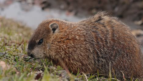 Close-up-Of-Quebec-Marmot-Eating-On-Its-Natural-Habitat