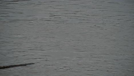 trozo de madera a la deriva flotando en el río en la selva amazónica de ecuador