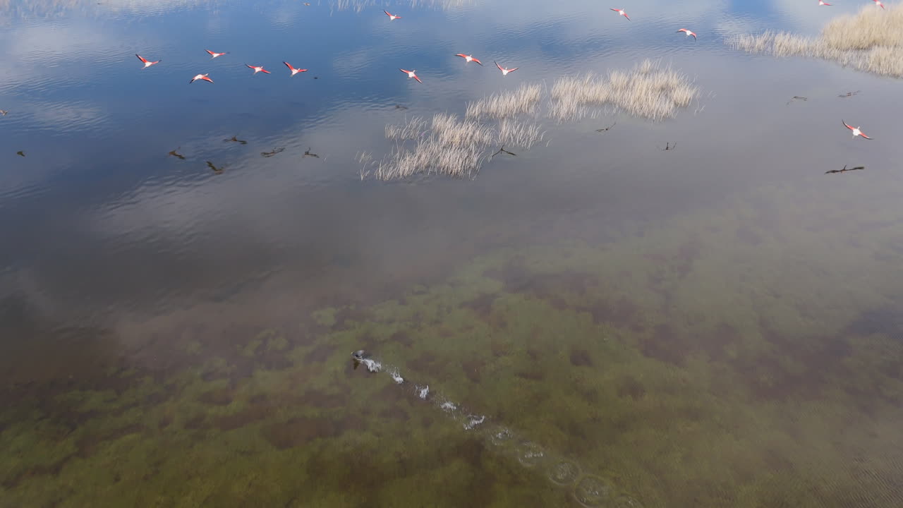 drone rápido disparado sobre flamencos voladores en un estanque poco profundo con nubes y reflejos del cielo sobre el agua. argentina. disparado en 4k-60fps