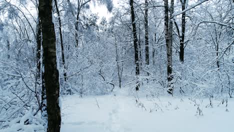 Ramas-Nevadas-En-El-Bosque.-Fondo-De-Hadas-De-Invierno