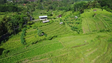 Aerial-view-over-the-Ricefields-in-Sidemen-Valley-in-Bali,-Indonesia-with-a-view-of-the-hilly-green-landscape-and-buildings-for-rice-supplies-on-a-sunny-day