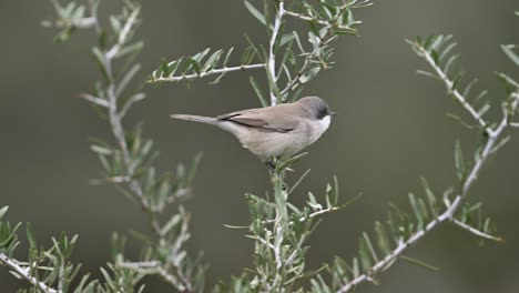 Die-Zwerggrasmücke-(Curruca-Curruca)-Thront-Auf-Einem-Busch