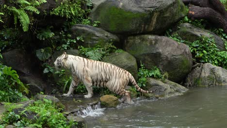 un tigre blanco sale del agua y sube a la rocosa costa tropical, siguiendo la toma a cámara lenta