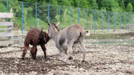 african donkey on the farm african donkey on the farm a stubborn donkey fights with animals video