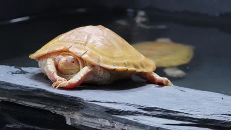 pale yellow turtle on a stone