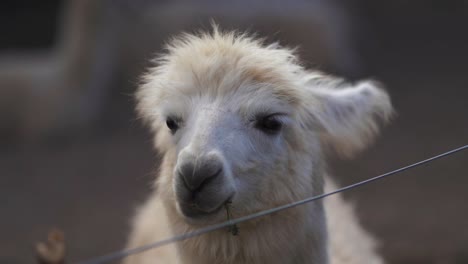 una serena llama blanca comiendo pacíficamente en tucumán, argentina