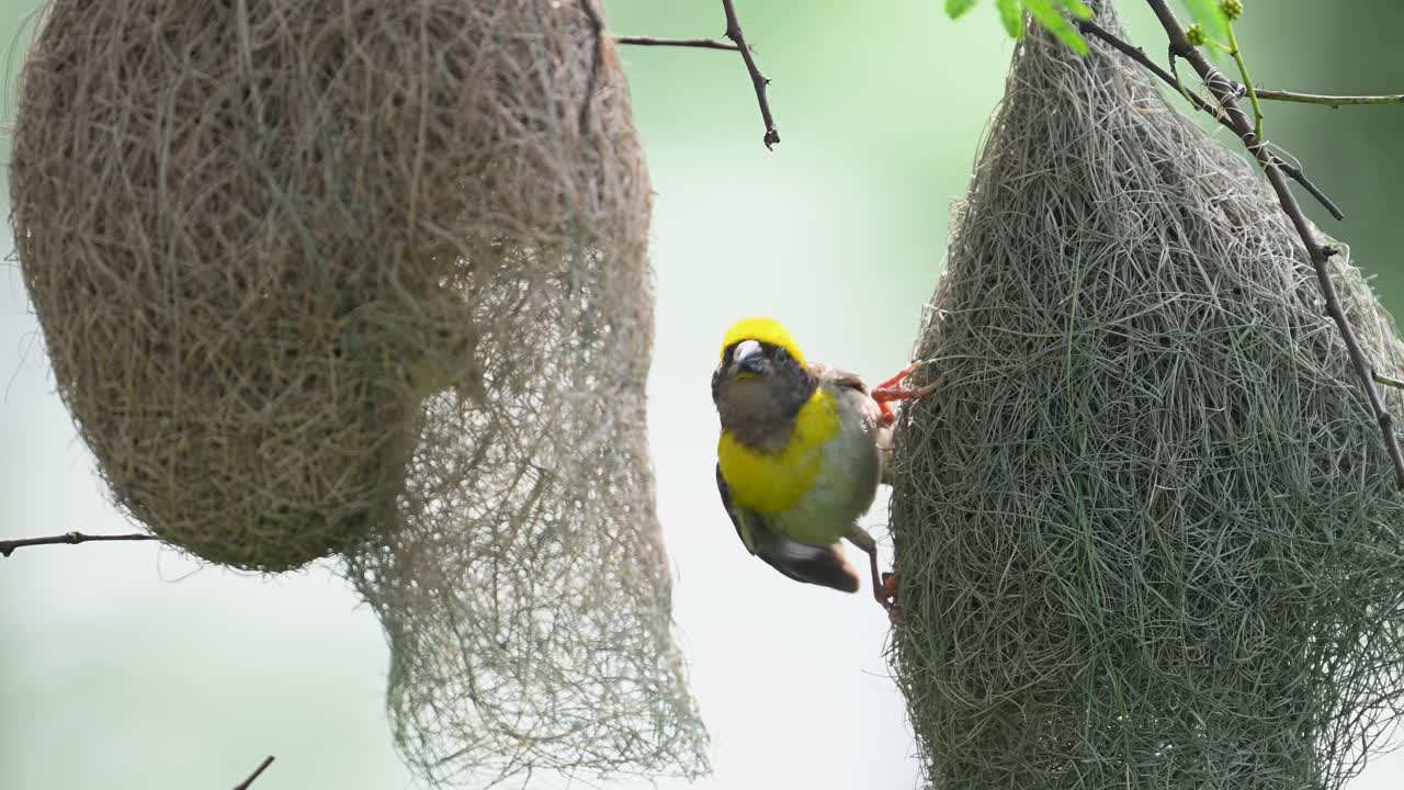 Dawn closeup shows Baya Weaver male constructing delicate woven nest