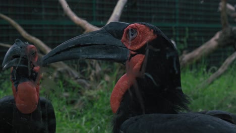 close-up of a southern ground hornbill with a striking red and black face