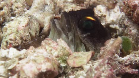 Yellowbarred-Jawfish-Im-Bau,-Kopf-Lugt-Heraus,-Trägt-Eier-Im-Mund,-Nahaufnahme