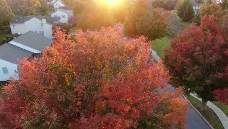 Slow-aerial-above-red-maple-tree-along-neighborhood-street,-traffic-passes-by-during-sunset-in-warm-glow-of-sunshine