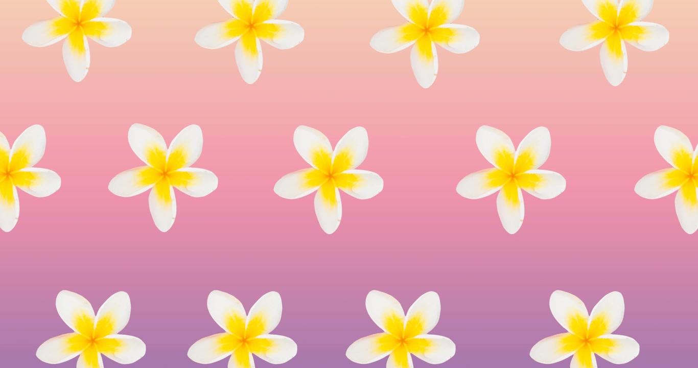 Composizione di file di fiori bianchi e gialli che si muovono su sfondo rosa