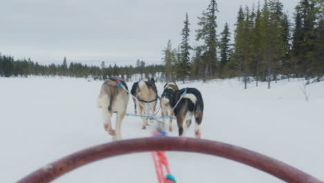 slow motion pov shot of an arctic dog sled on a frozen lake in finnish lapland