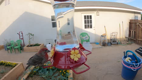 an adult male house finch tries to drink sugar water from a hummingbird feeder