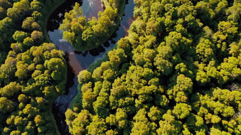 aerial view of a forest river