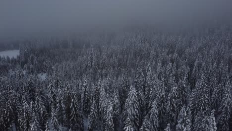 Moody-Forrest-De-Drone-En-Invierno-Y-Niebla