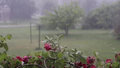 heavy rain pouring with beautiful garden roses in focused foreground