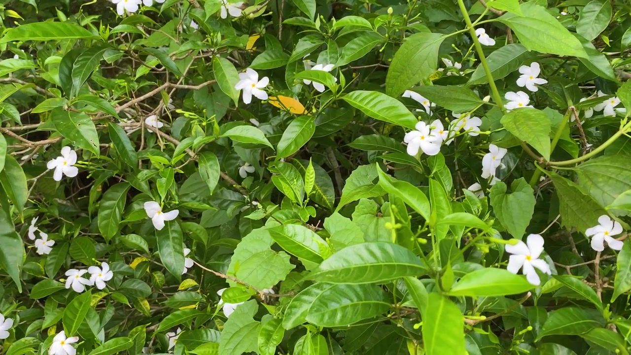 Primo piano di gelsomino crespo bianco in fiore (fiore a girandola) tra foglie verdi lussureggianti, vista giardino, botanica e natura